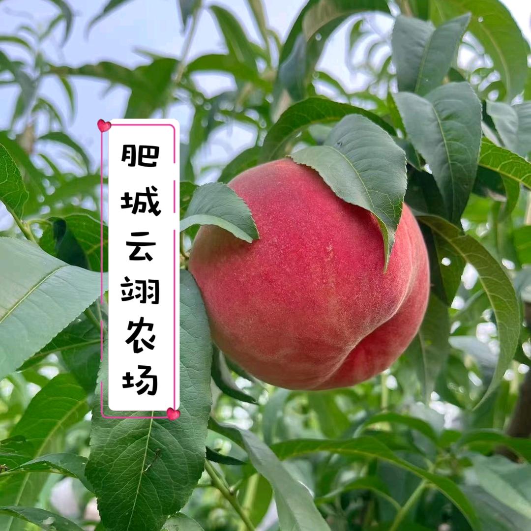 肥城云翊农场