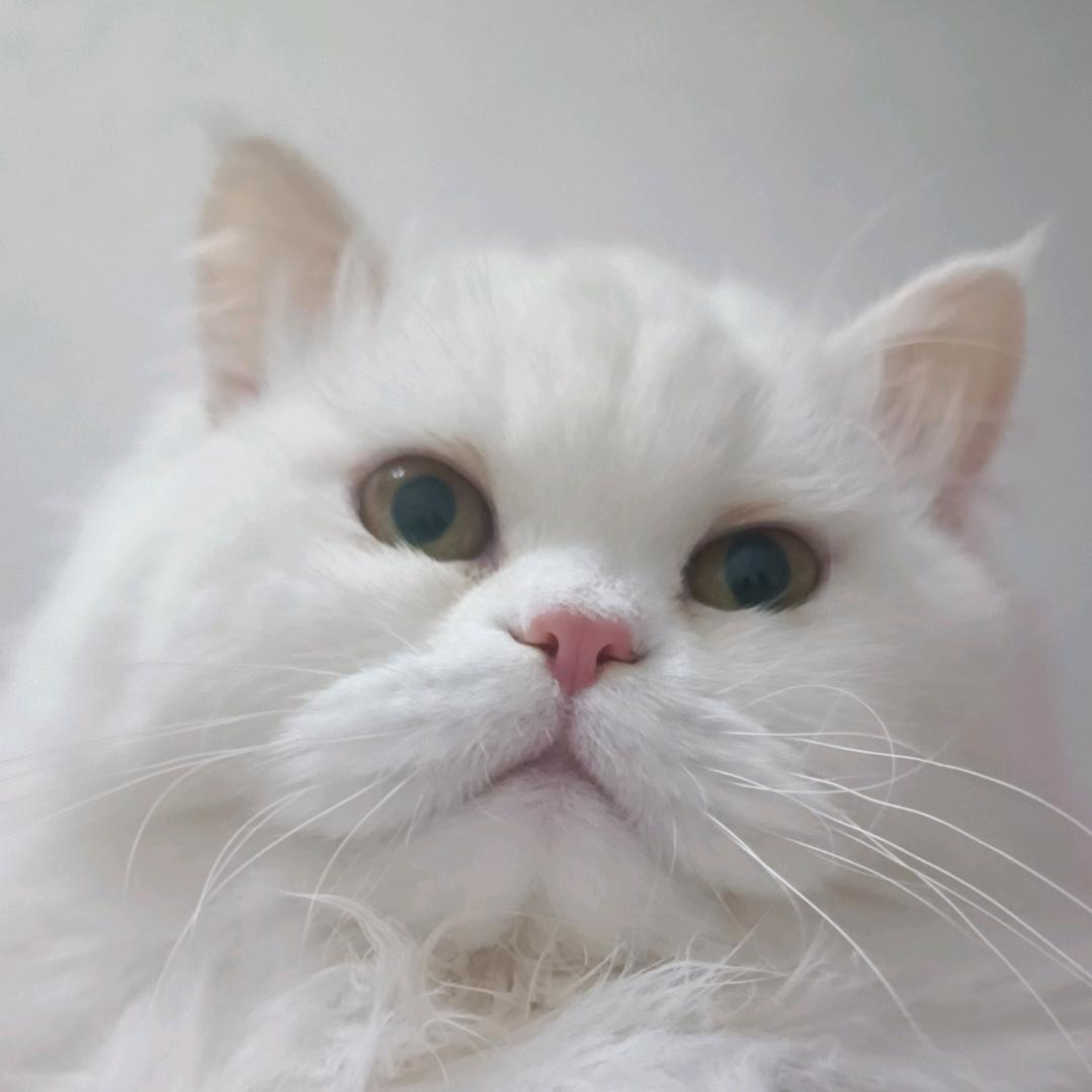 美丽动人