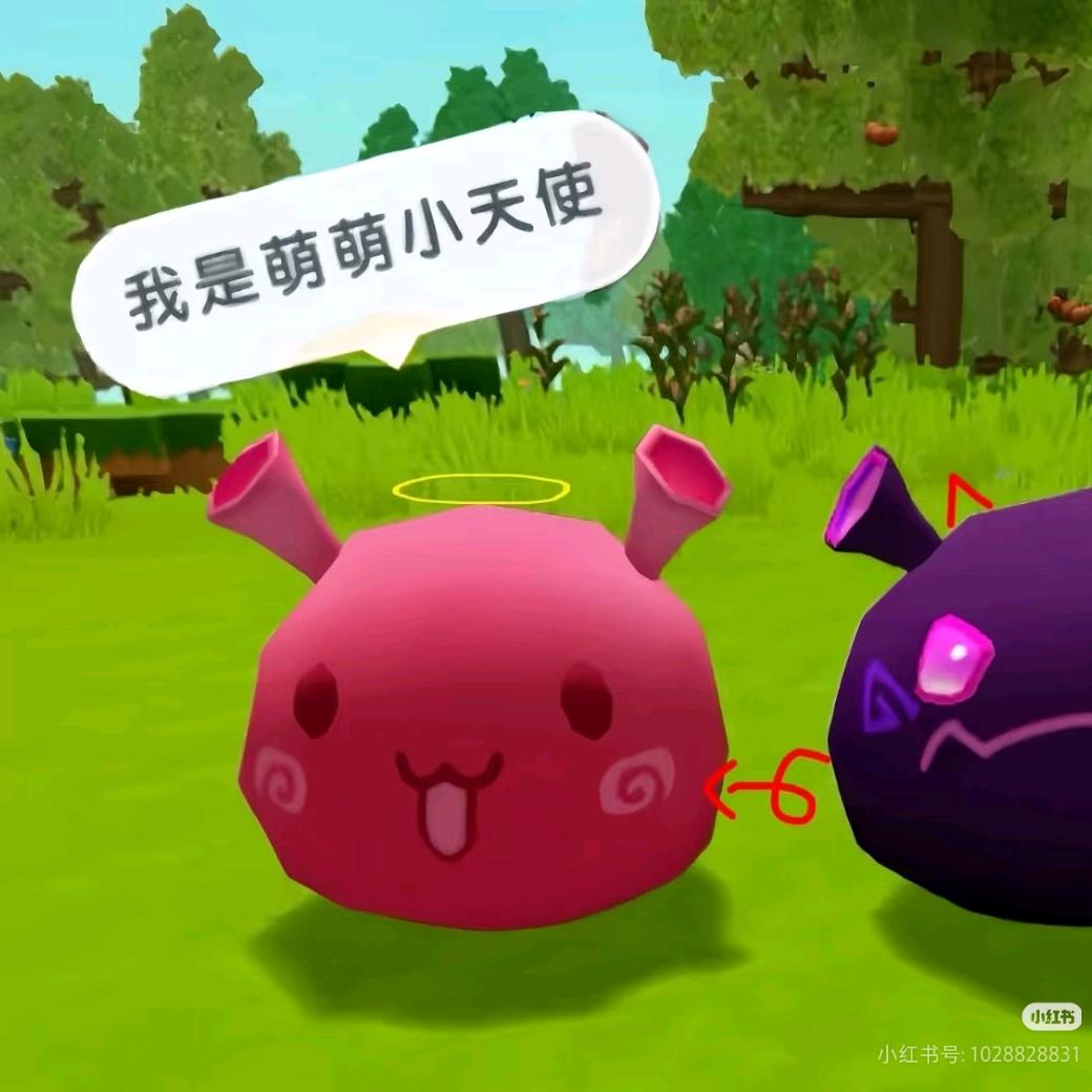 一只猪咪咪
