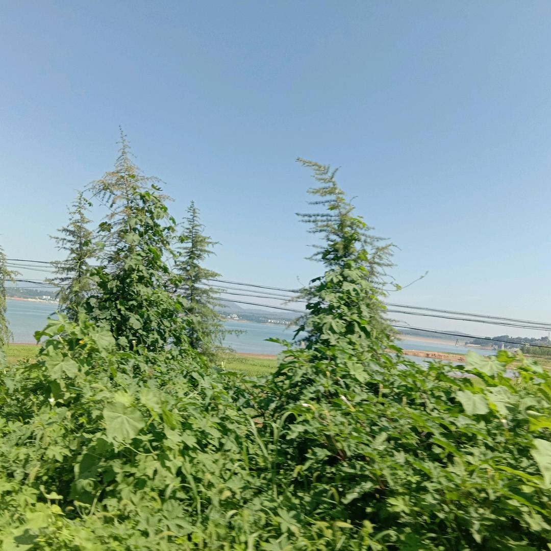 潇潇