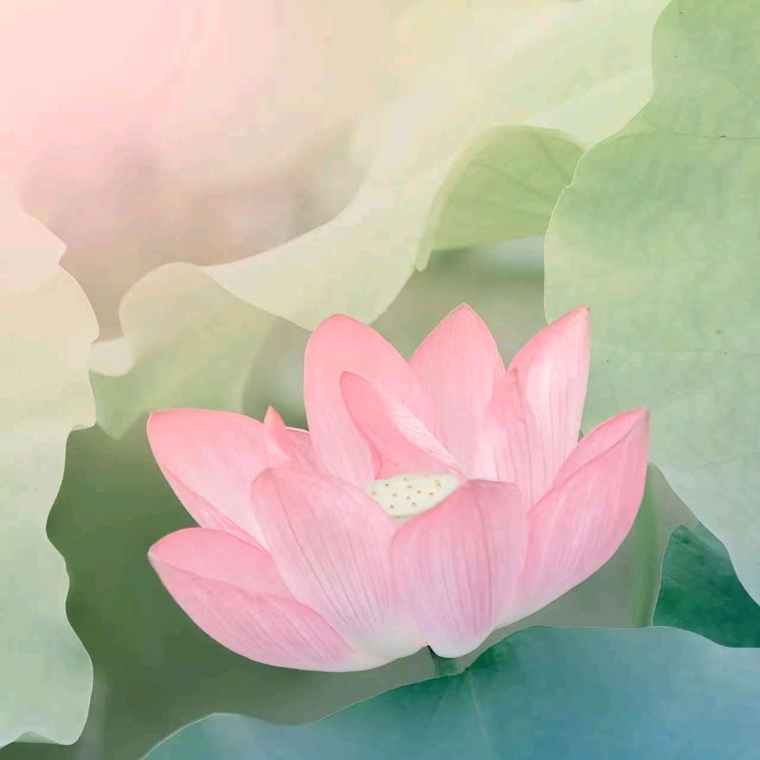 帅气的1米8蟑螂