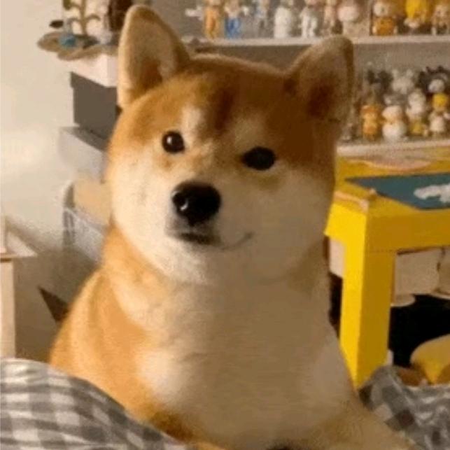 包蛋