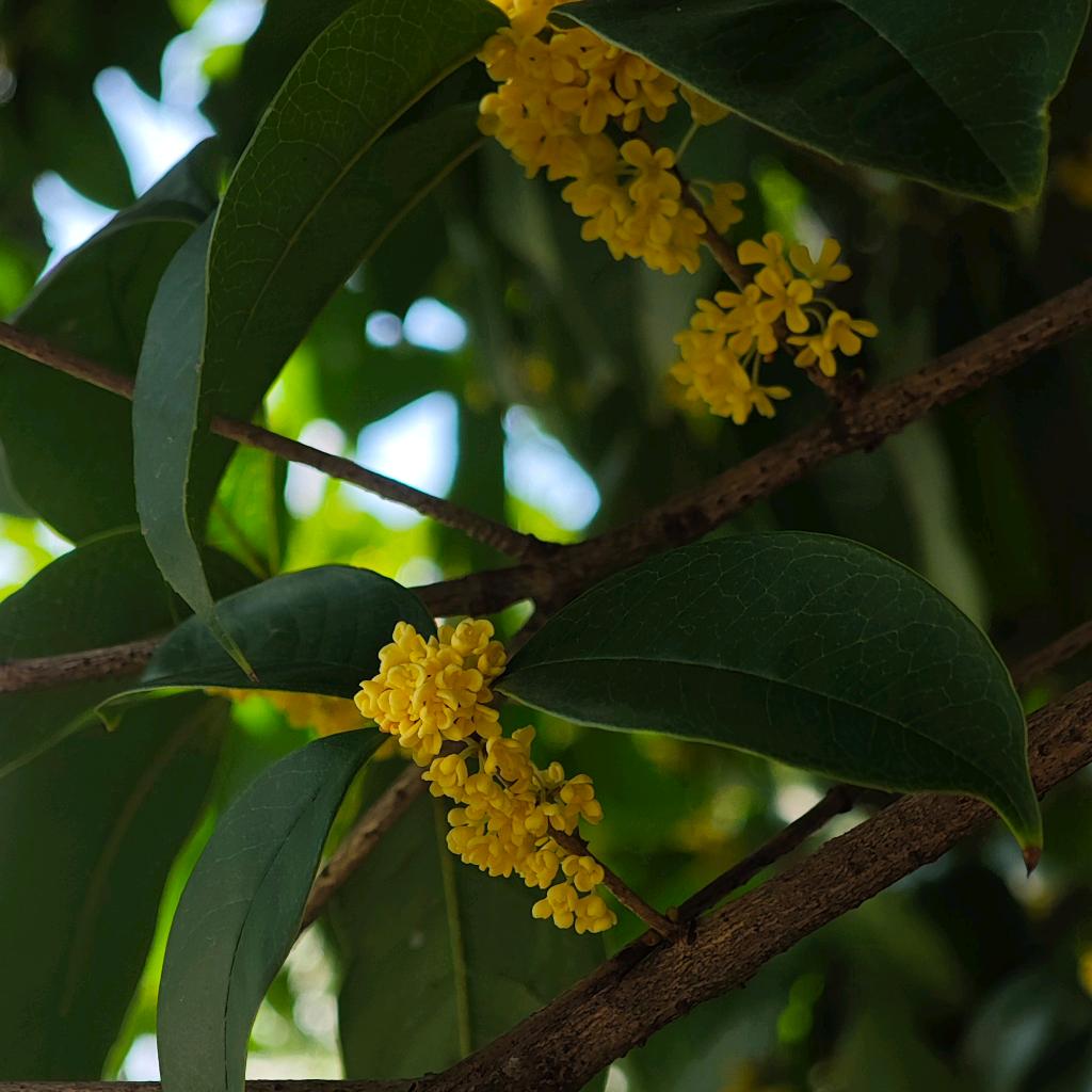一个极为的不聪明的女人