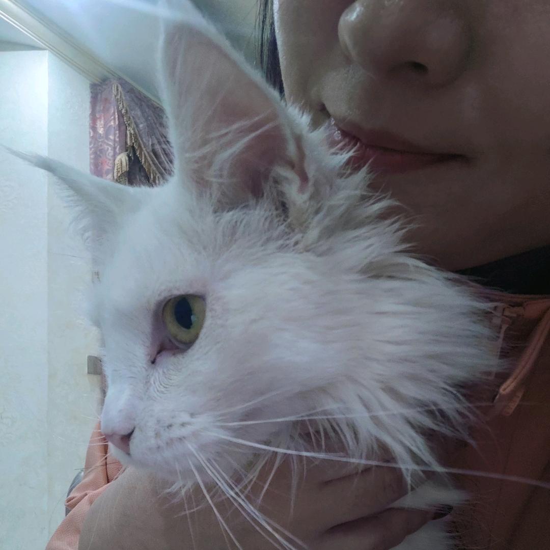 一只粘人的小猫咪