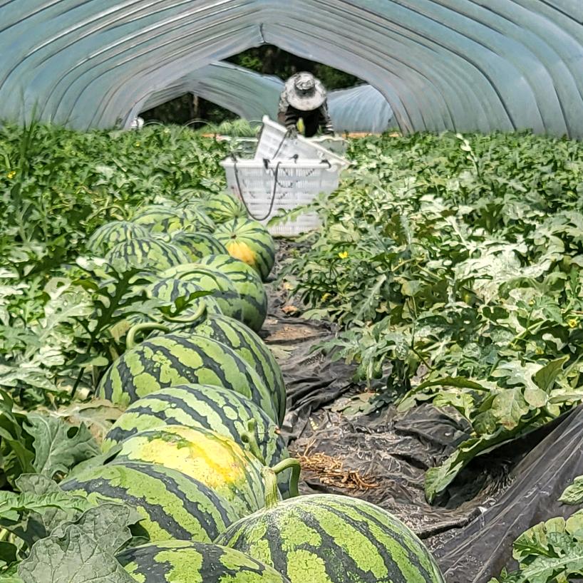 西瓜🍉味的夏天