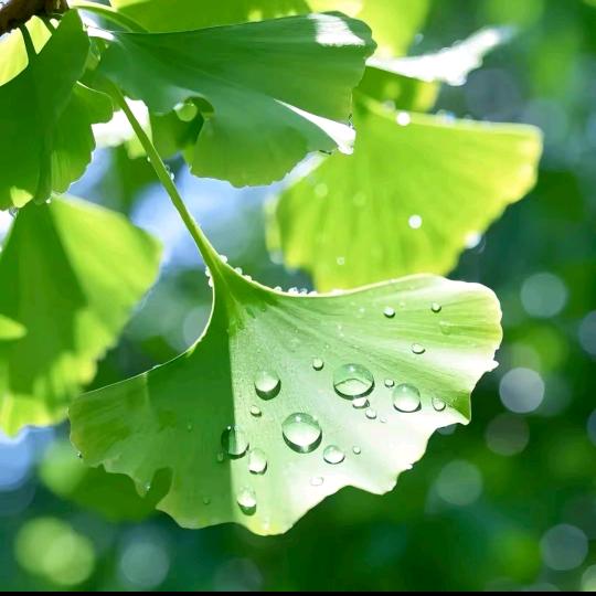 优梦严选的头像