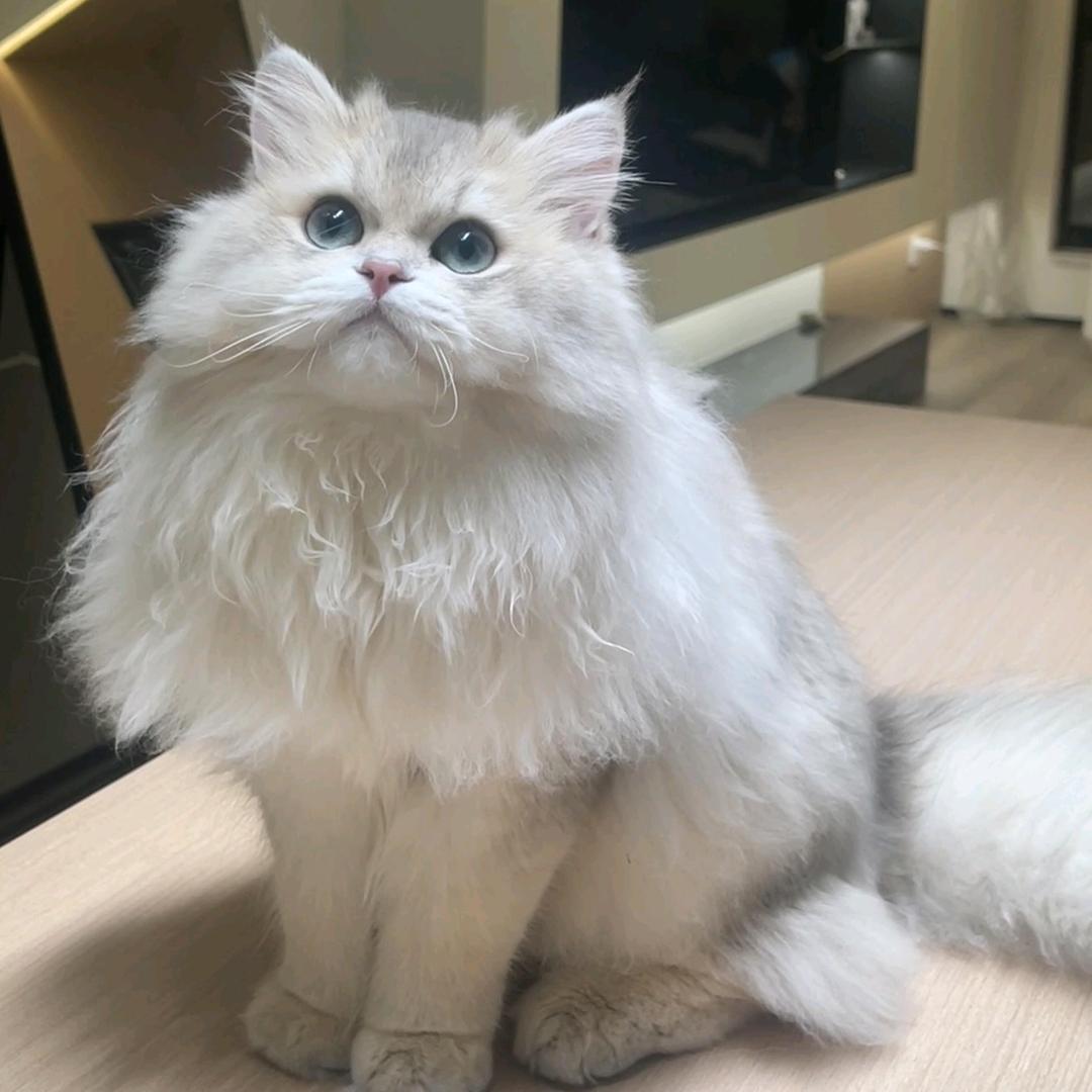 迪迪～