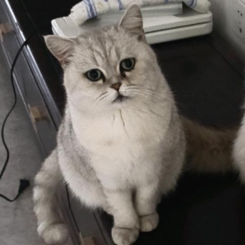爱咪大狗