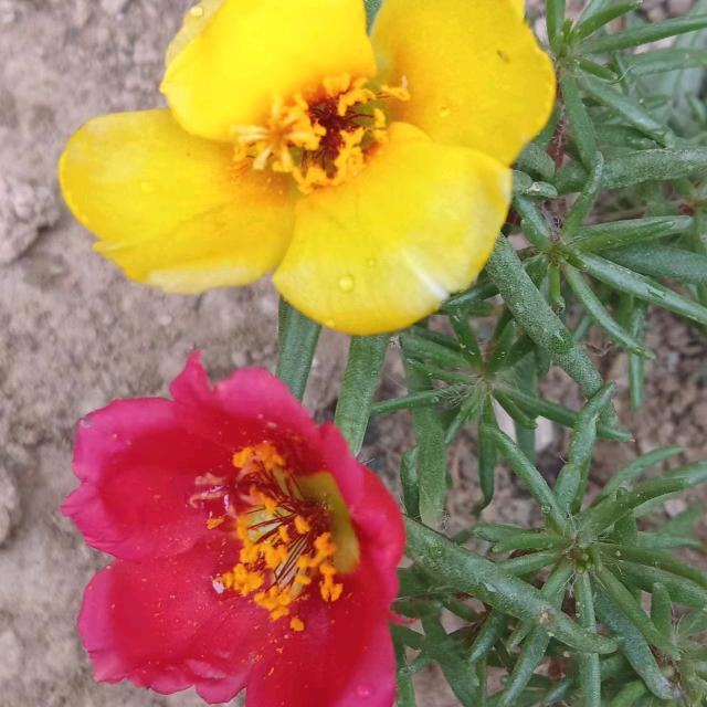 风吹那页读那页