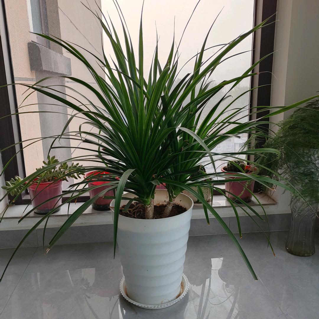 沐夏♀