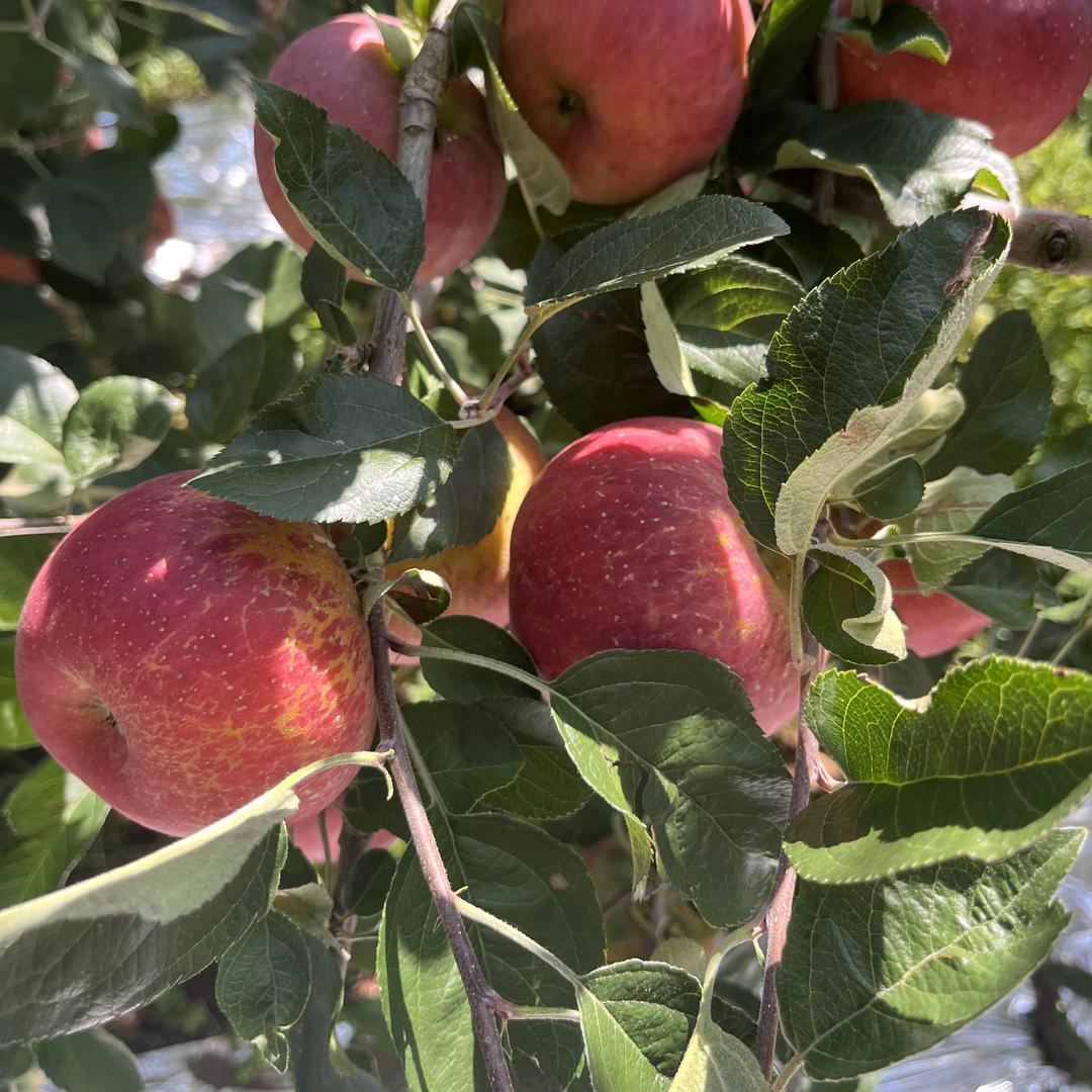 麦浪大凉山高原农产品