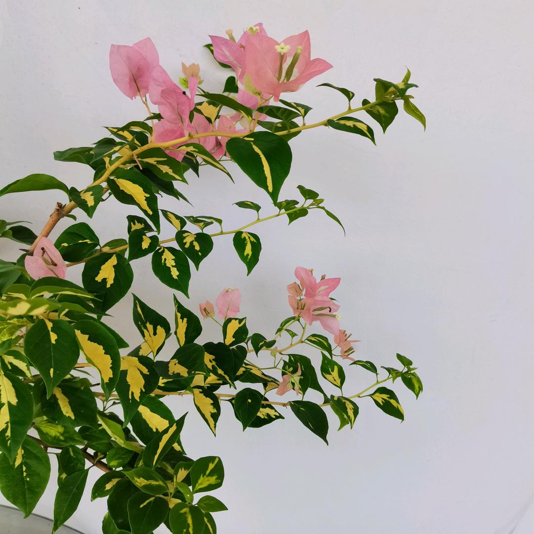 阿凤三角梅园艺
