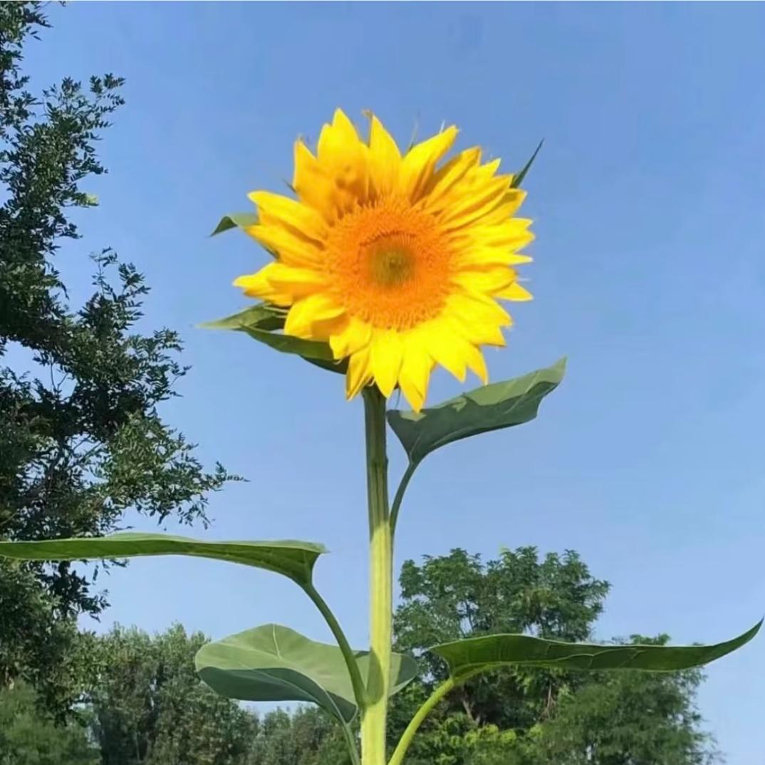 花生酱