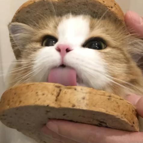 诺诺 QAQᴹᵘ🎠