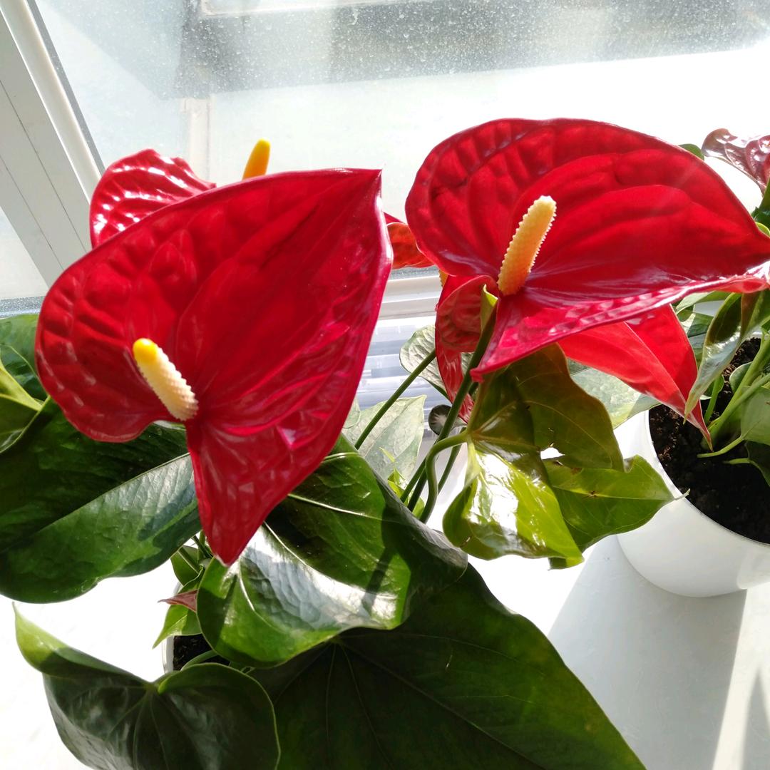 💰来财来财🌻