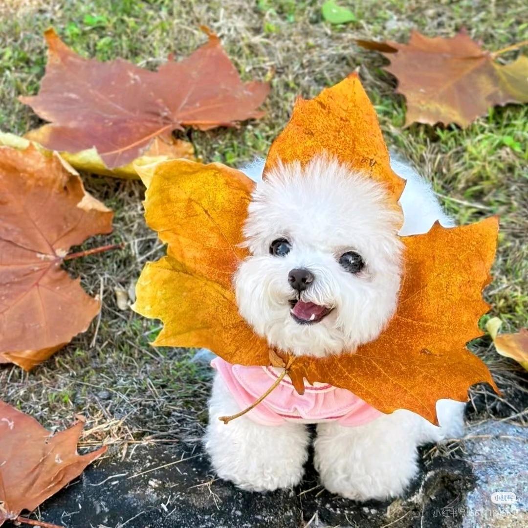 晴朗（远古群星）泰禾