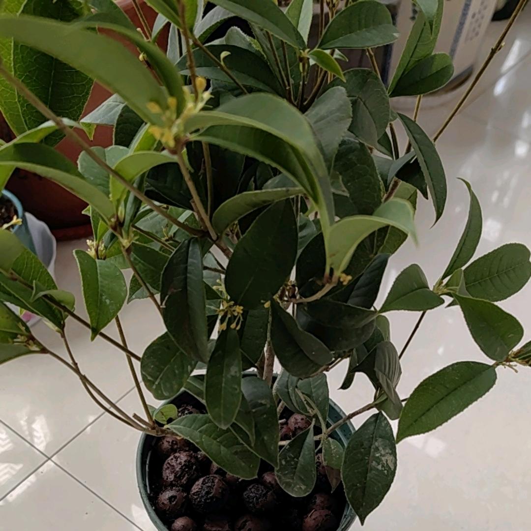 鲜源旺食品店铺