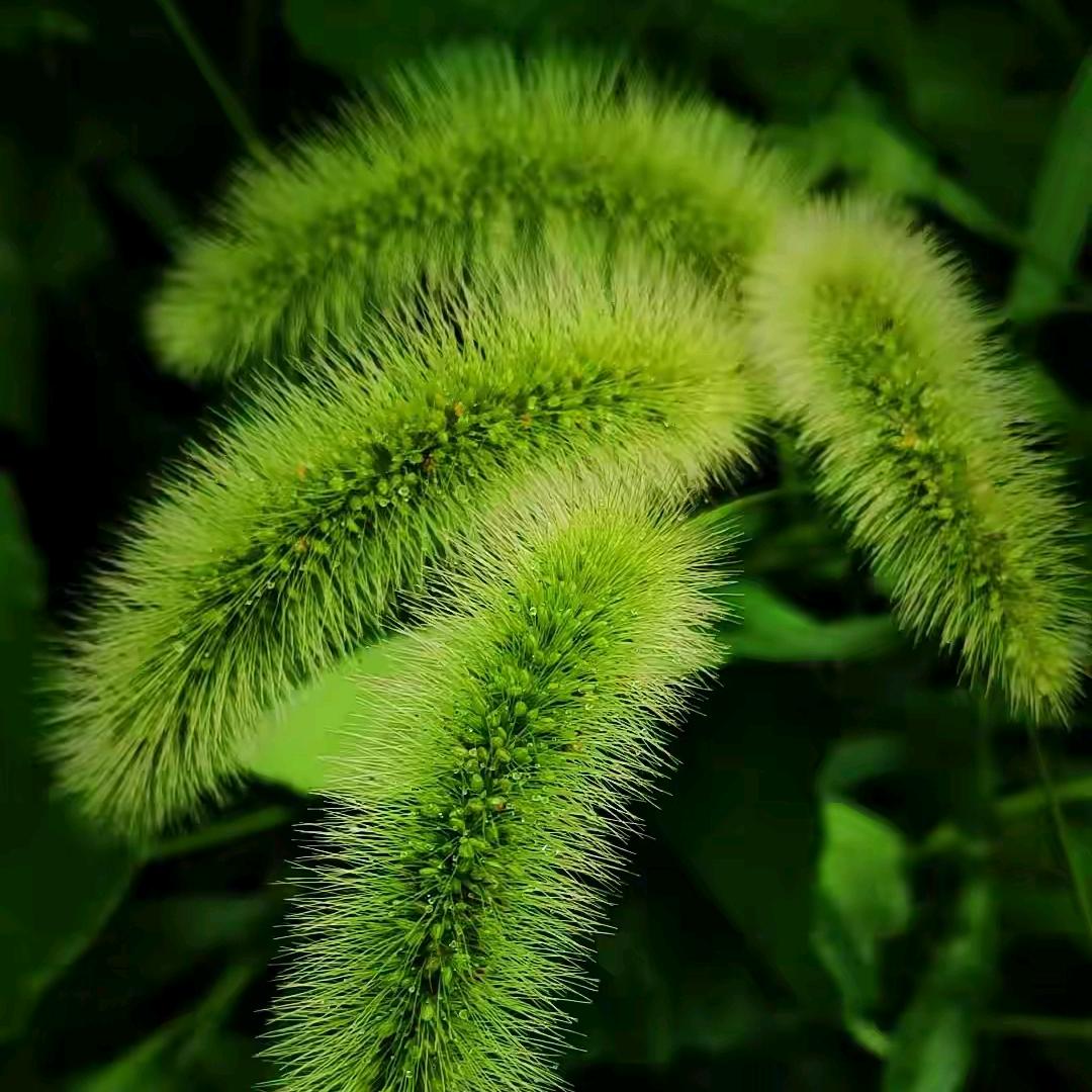 狗尾草(首播)