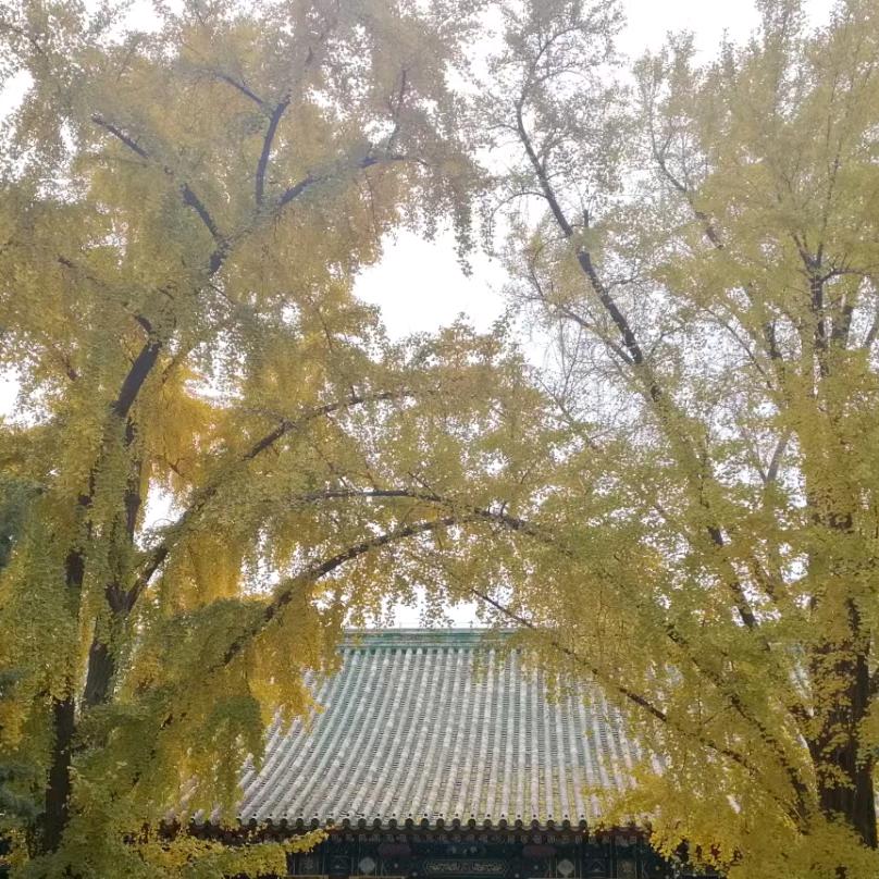 青青读书