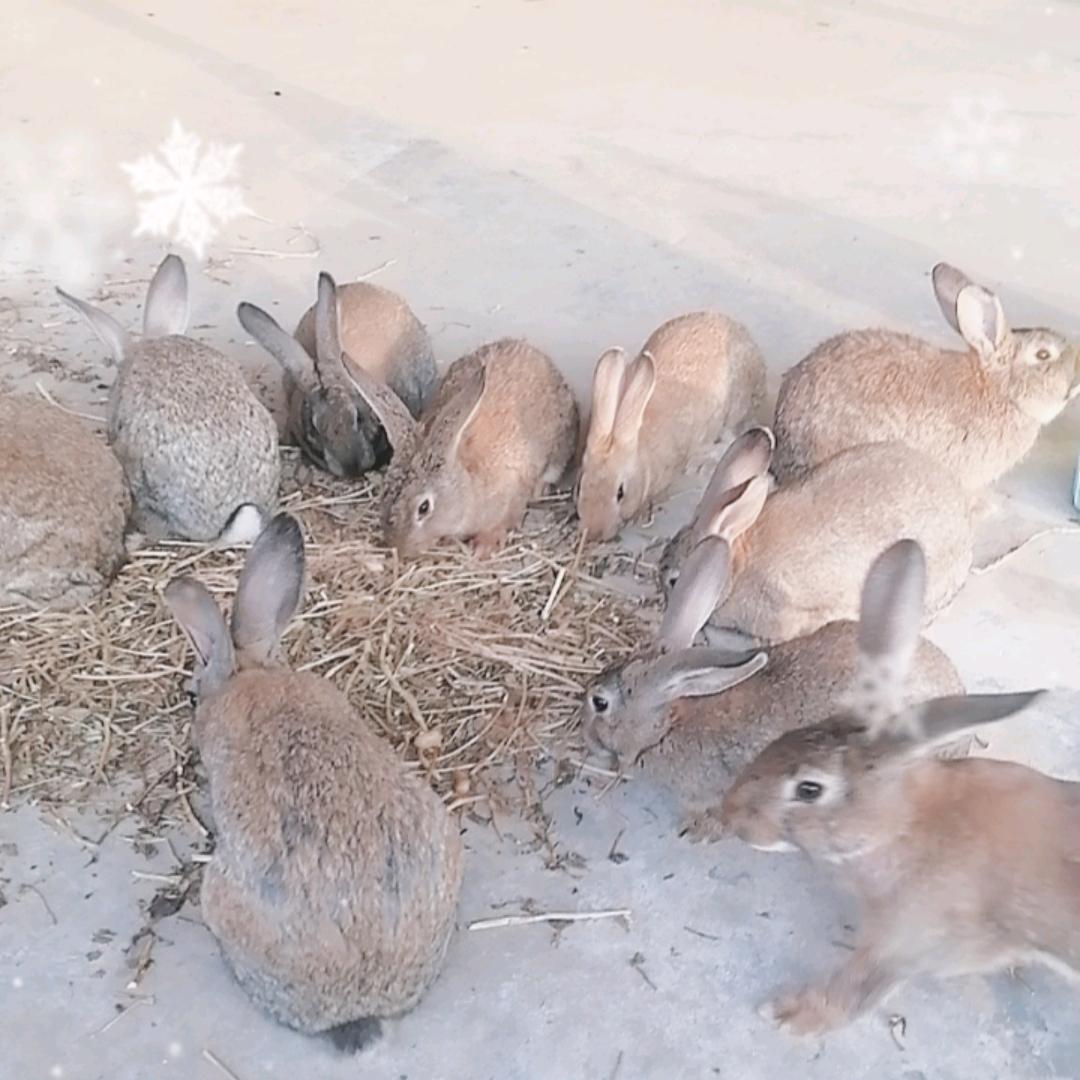 内乡朱同学散养兔