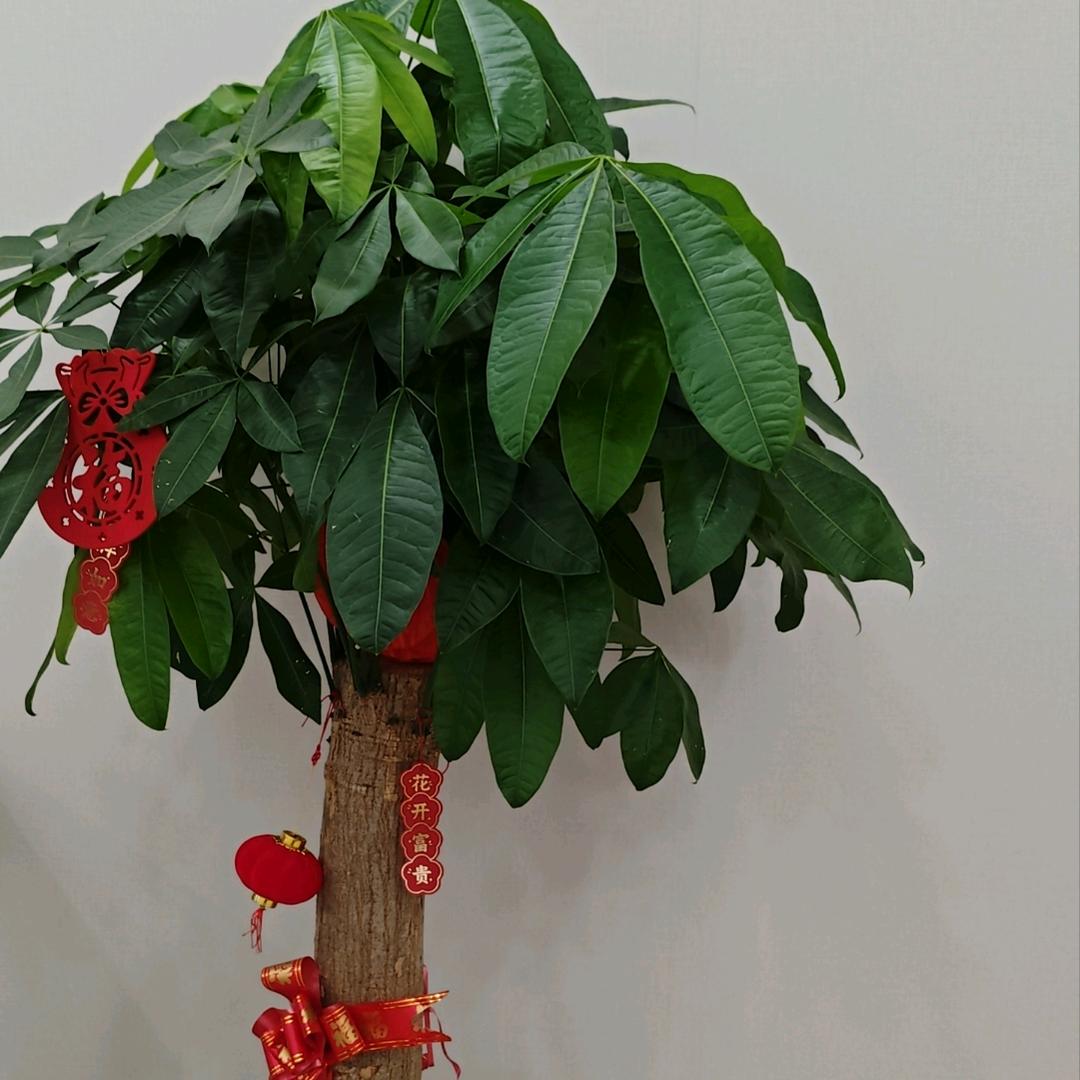 梅姐好运连连