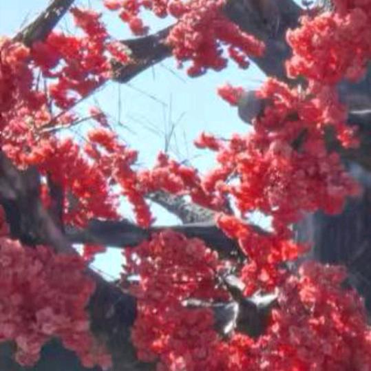 永恒的心
