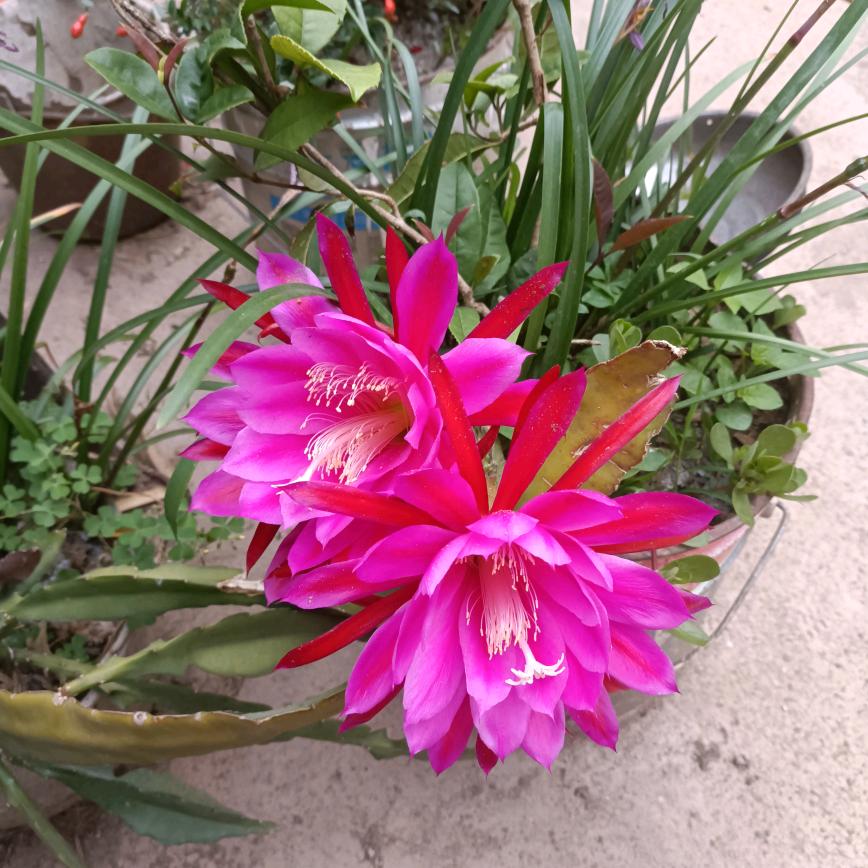 芳草