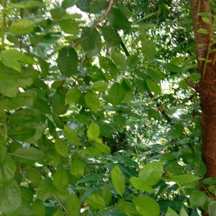 江