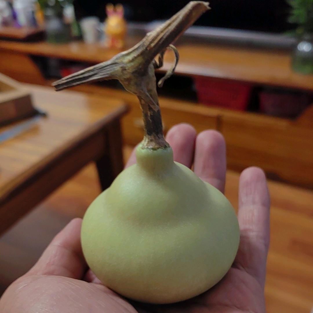 葫芦迷
