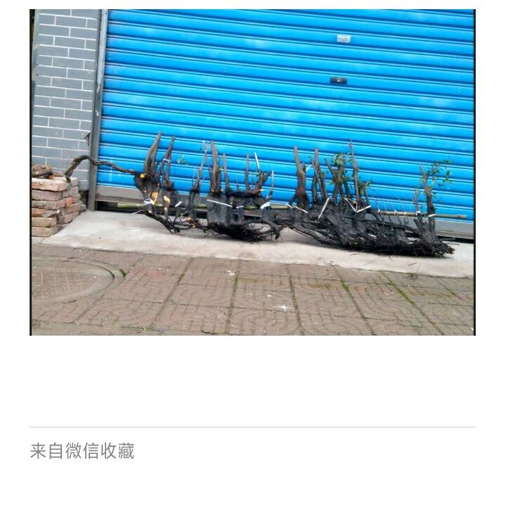 一本丛林，金蛋子园艺
