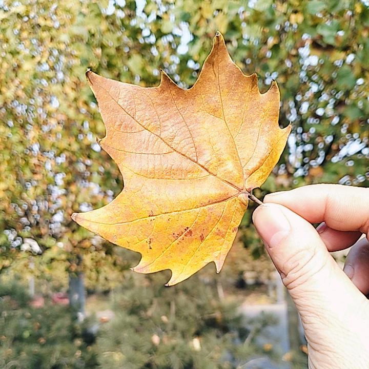 行走的锦鲤