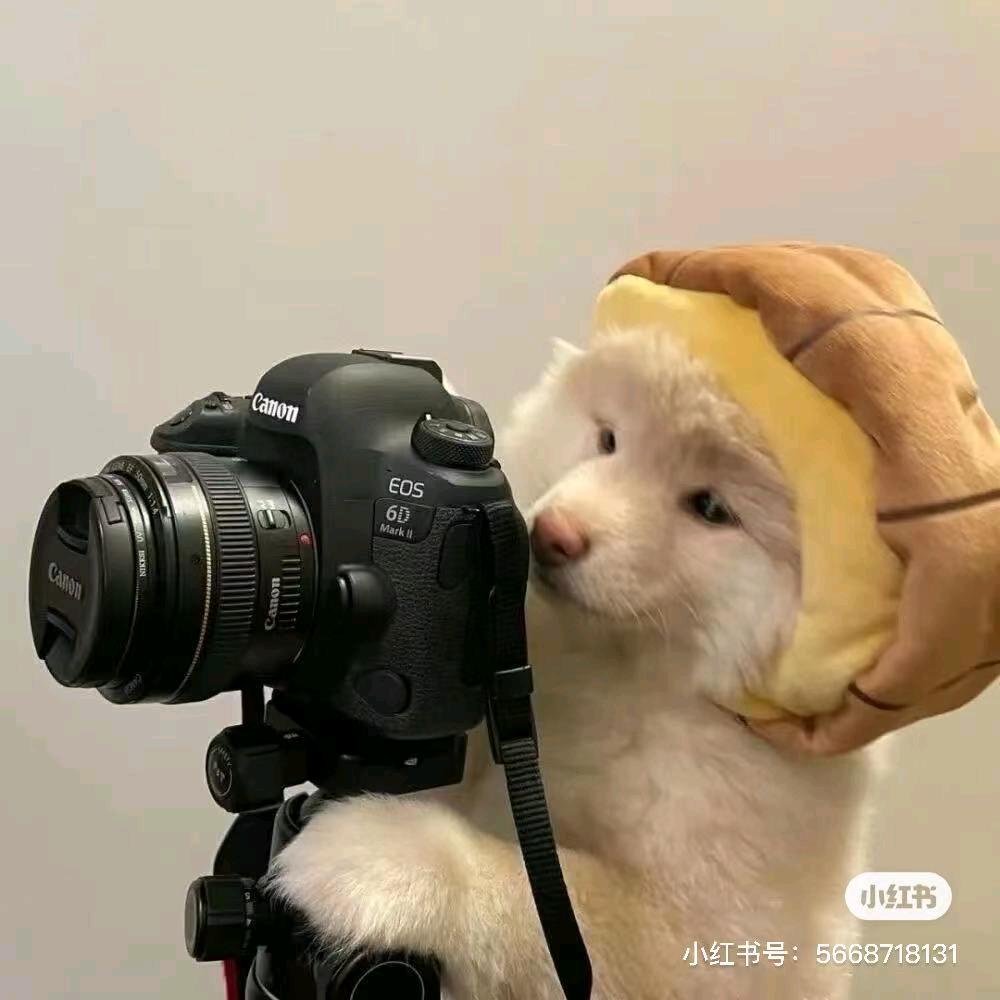 小鑫咩