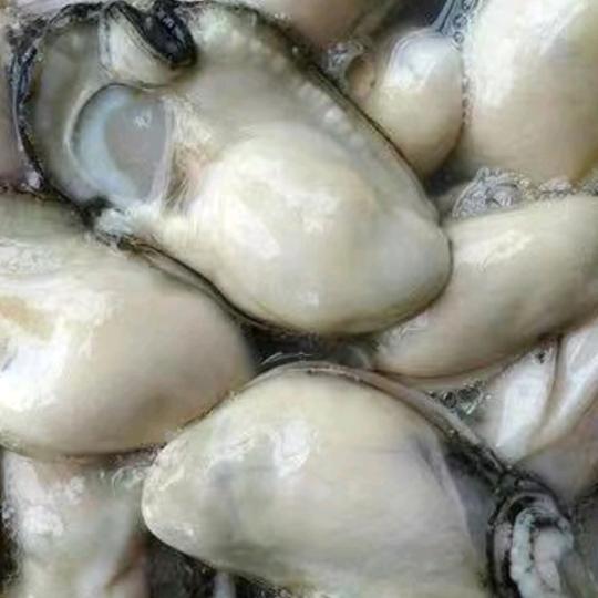 @蚝门相见