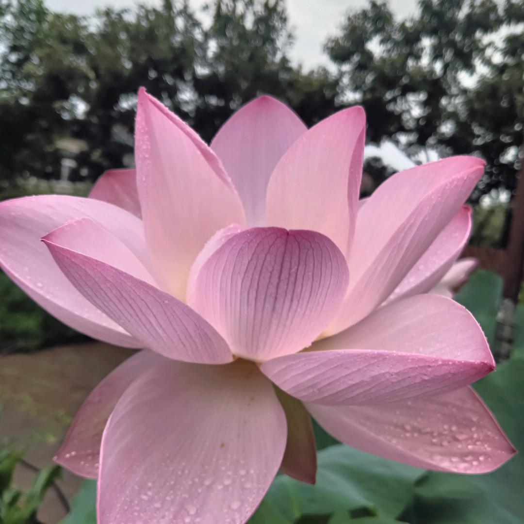 阳光