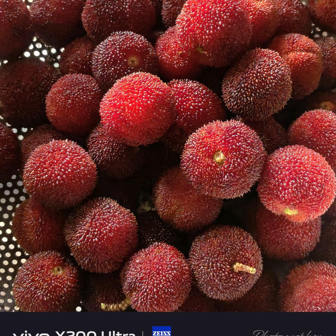 梦竹