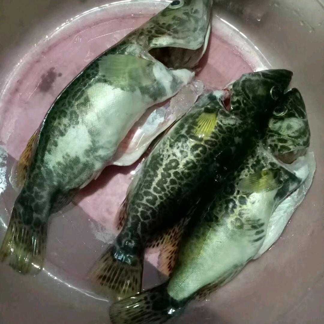 打龟老