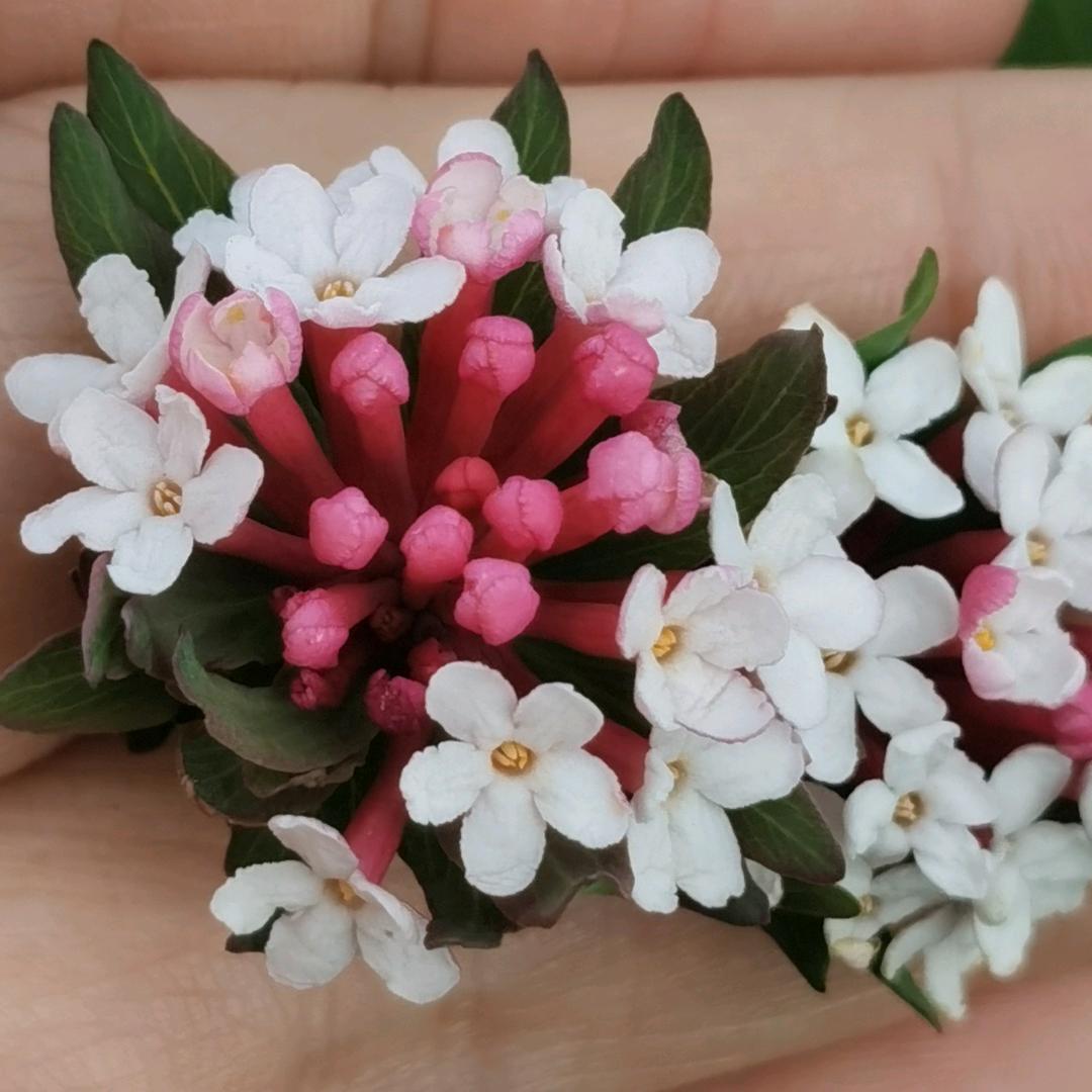 用花开半夏户982357458563