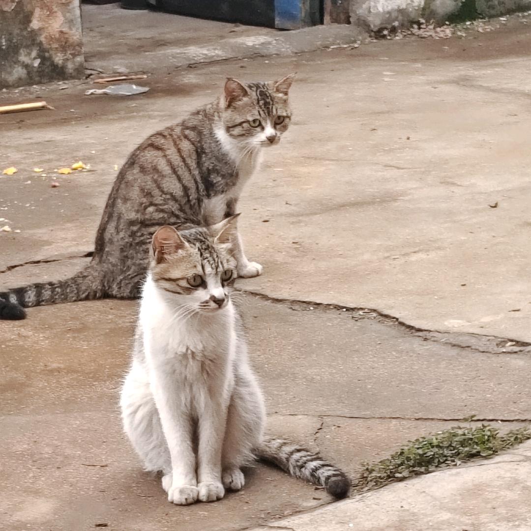 大灰是只猫