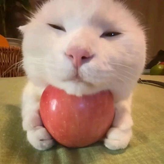 平衡板（见过平衡板版）