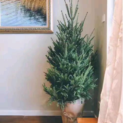 香百居圣诞树真树源头基地