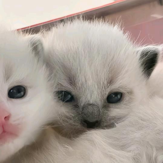 开心果抹茶千层