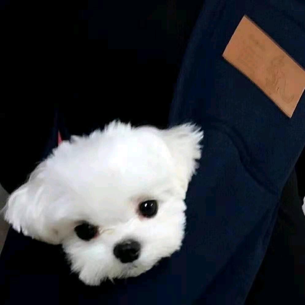 小小狮
