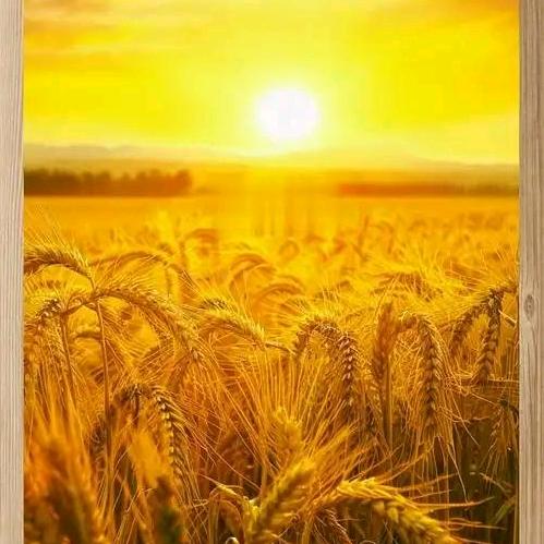 专业做光伏郭姐