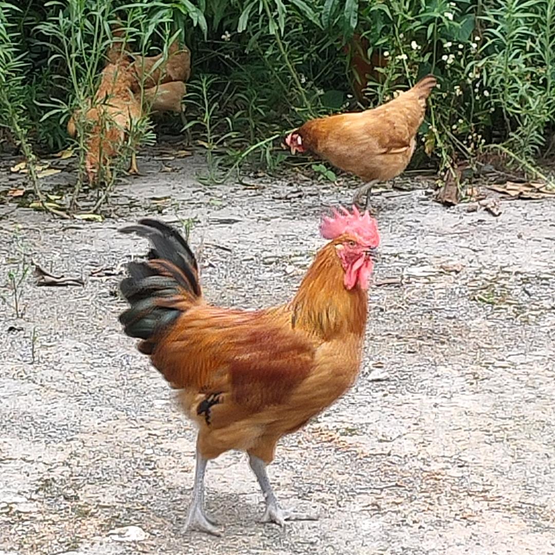 家庭👨‍👩‍👧农场(鸡鸭批发)贺明