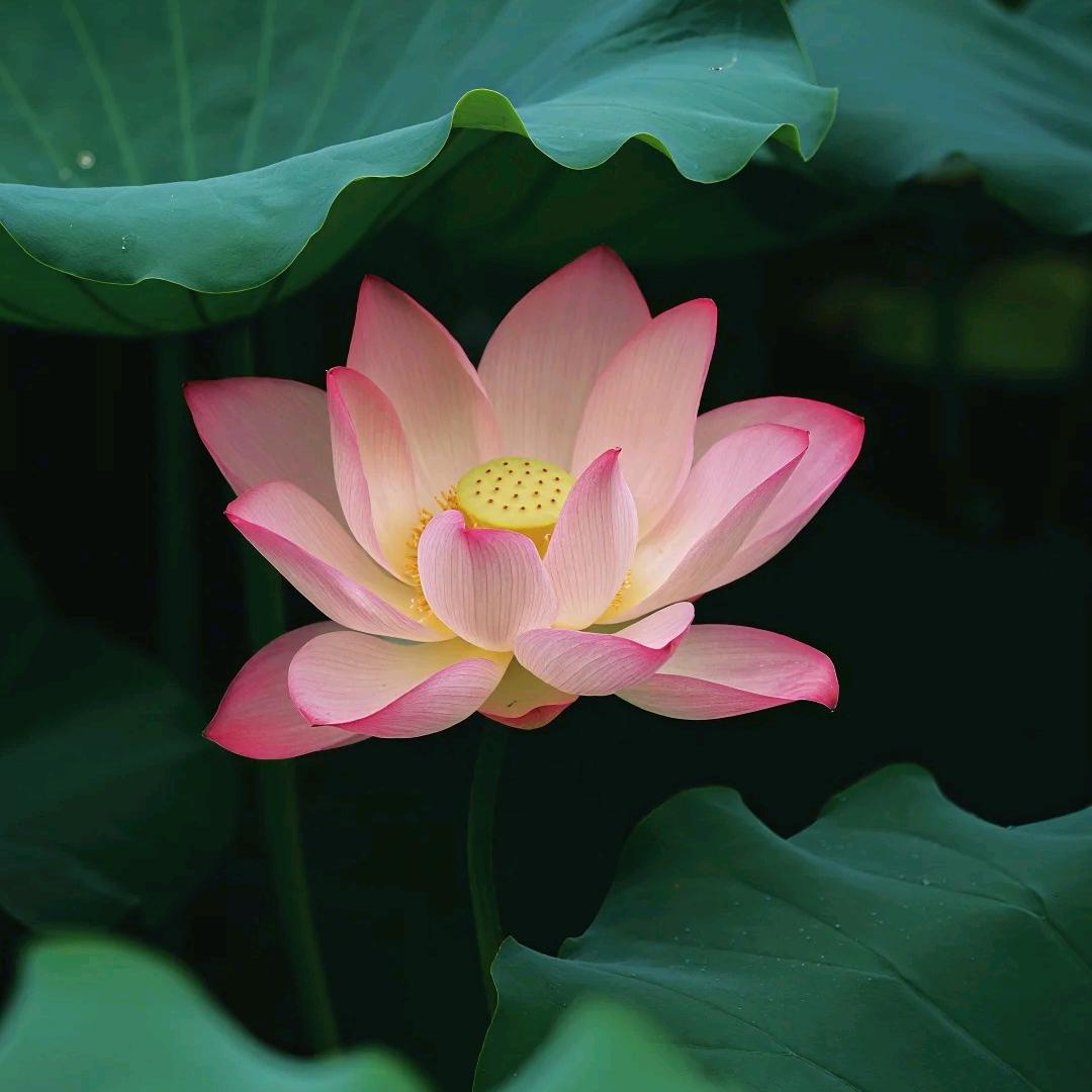 健康是福