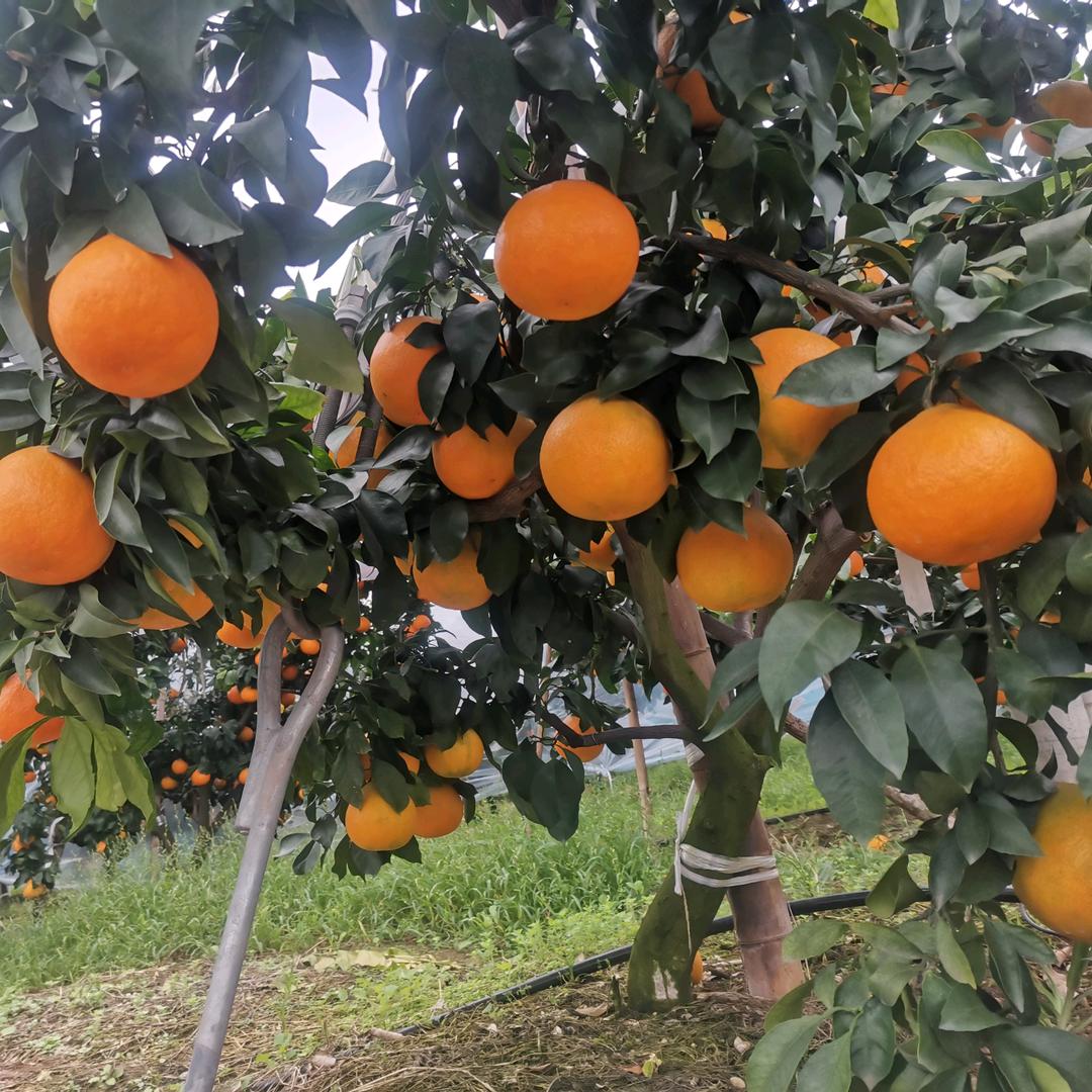 骑着我心爱的小摩托