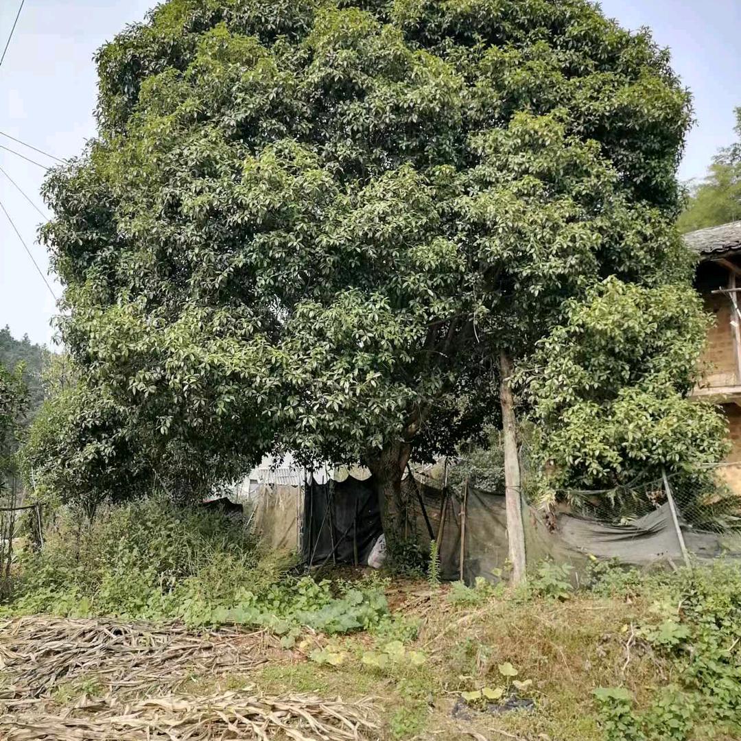一路向北