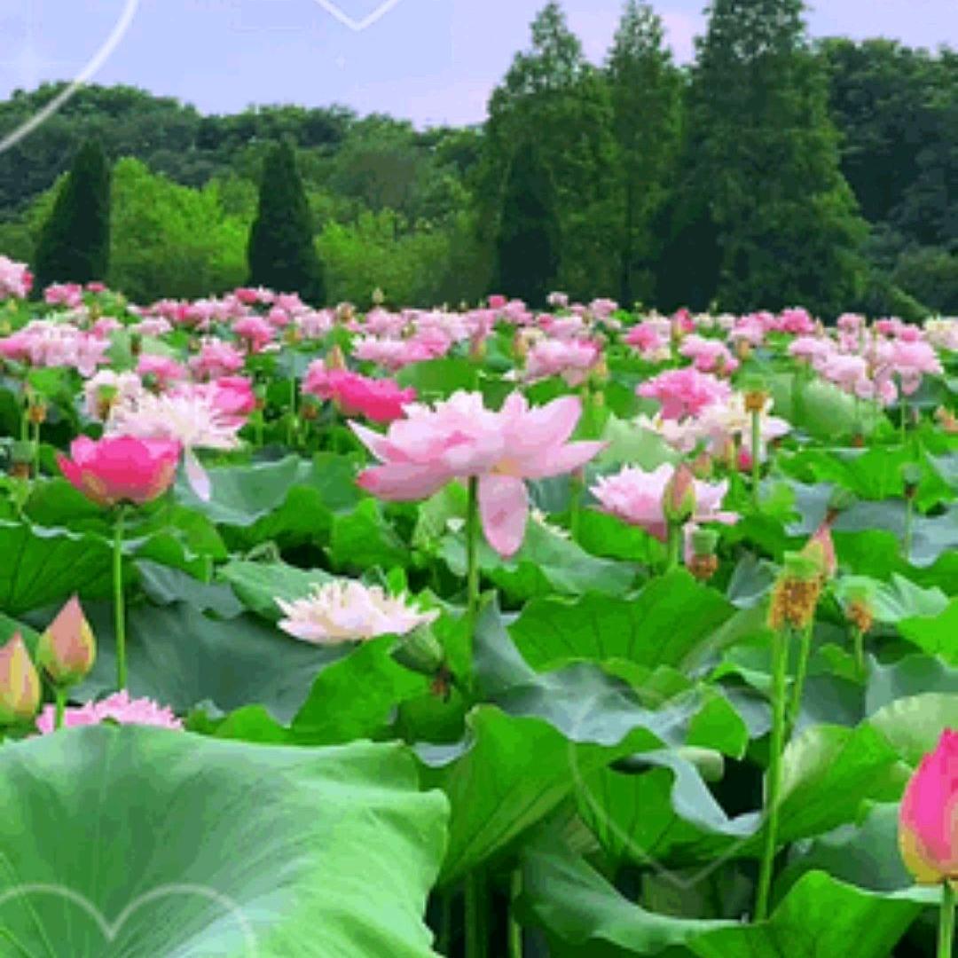 西贝三