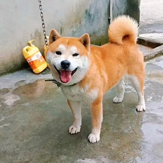 广西田园犬