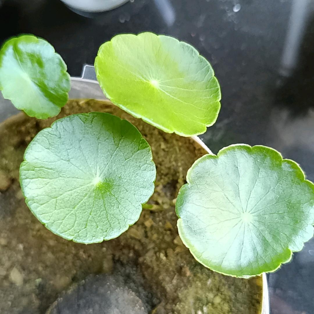 T细胞